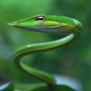 Meet your Posher, Dylan